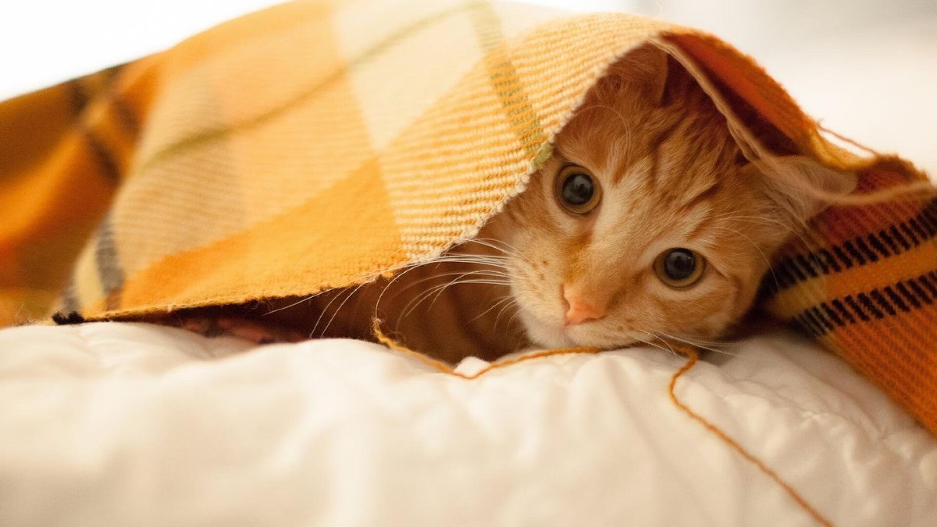 国足球队赛程安排影响,国足比赛状况