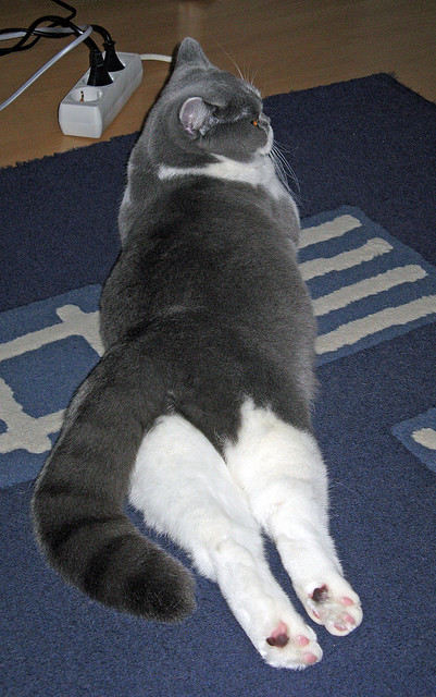 五大联赛球员心态起伏所带来的赛季表现波动规律,五大联赛各位置赛季十佳球员