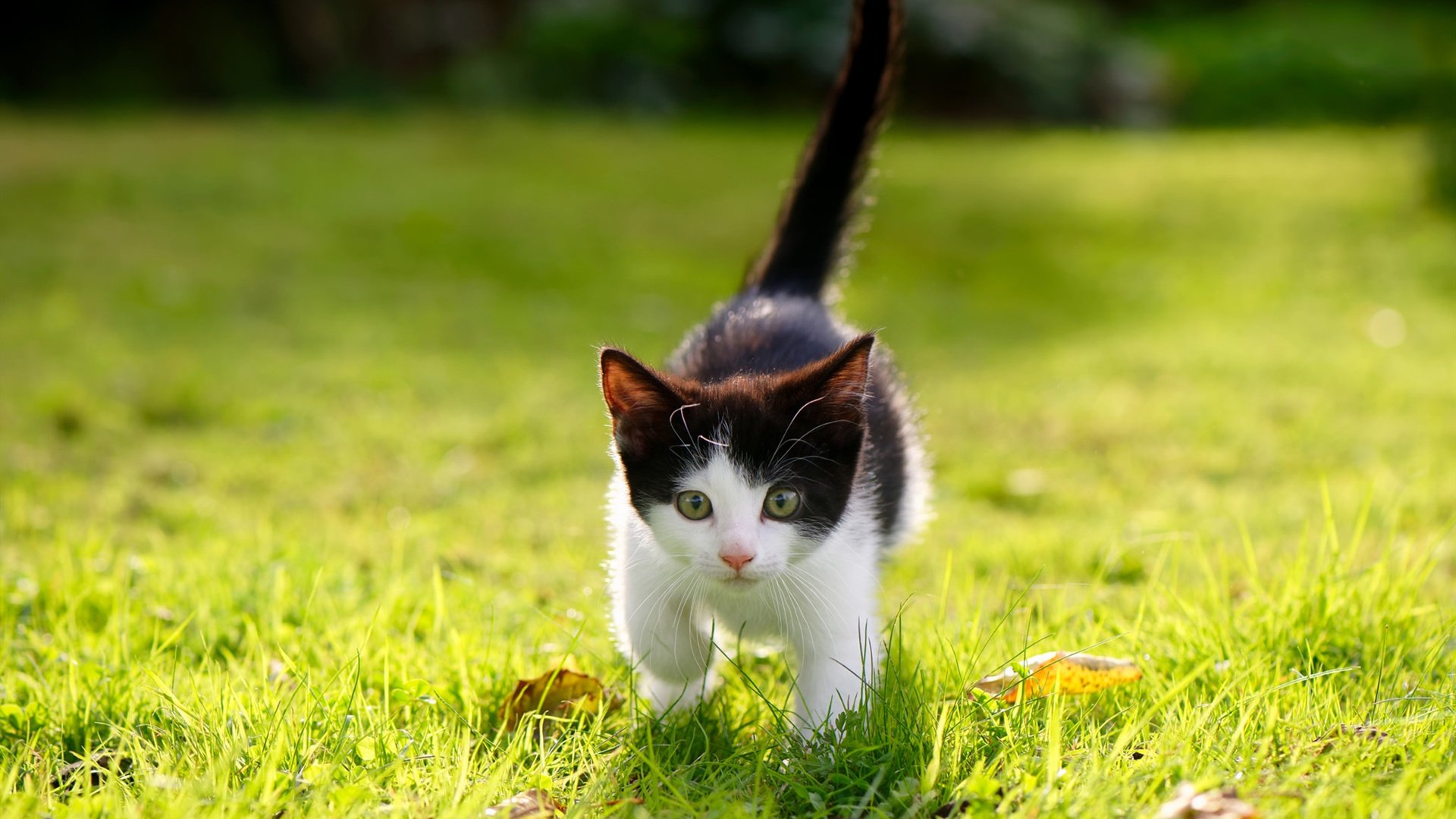 爱游戏app下载-女子200蝶滑行段技术分析，女子200米碟泳世界纪录