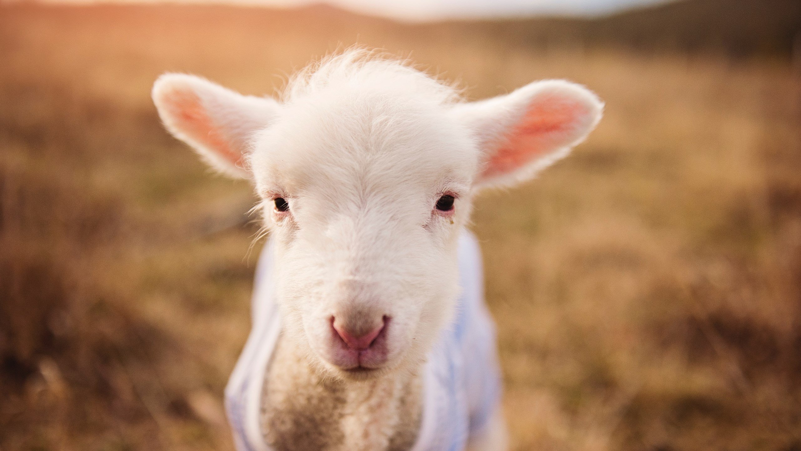 爱游戏体育app-德国队在2024年国际乒乓赛场的表现与自信，2020德国乒乓球公开赛视频