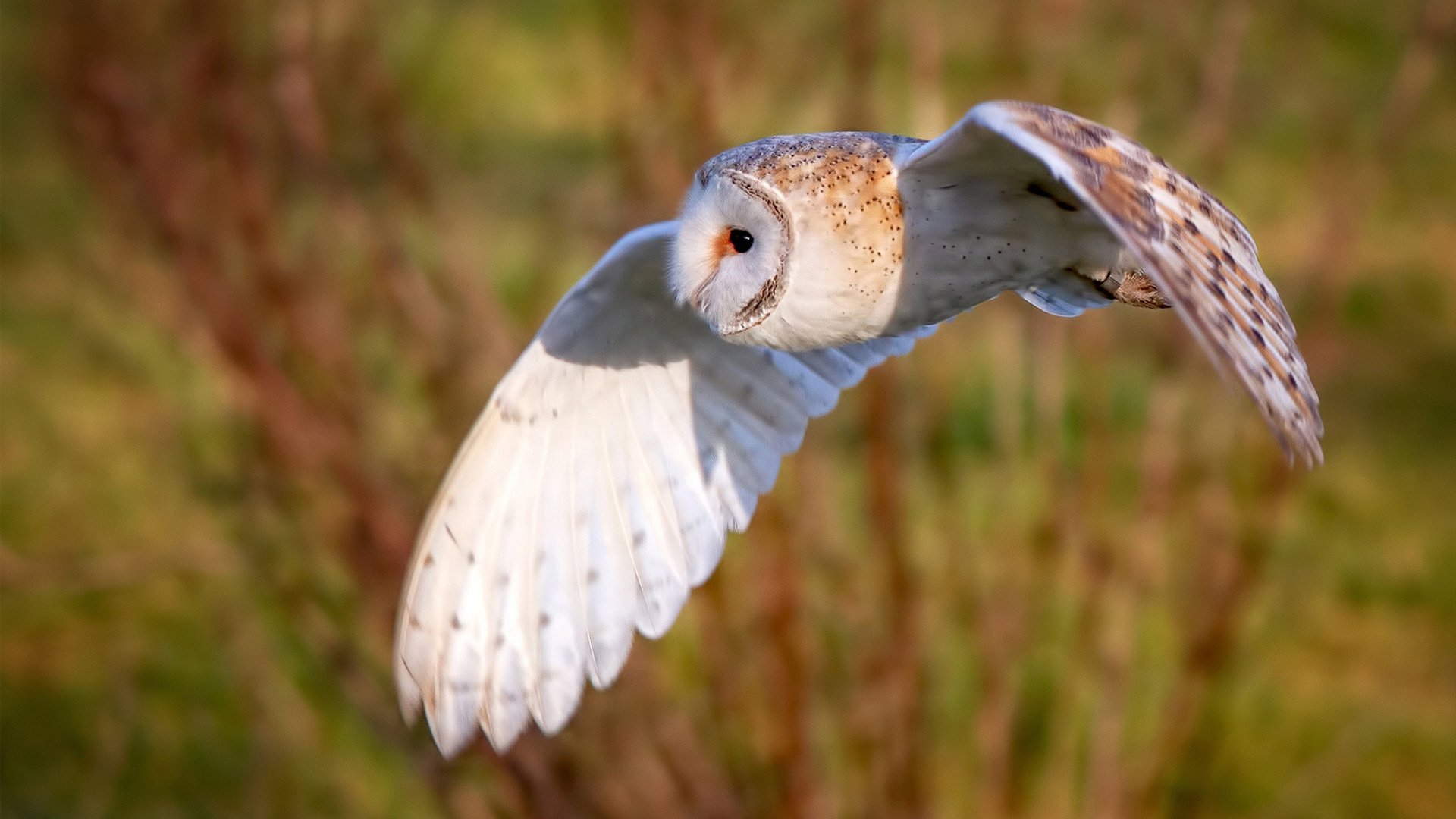 AYX体育-广东王朝结束球队进入重建关键期，cba广东王朝
