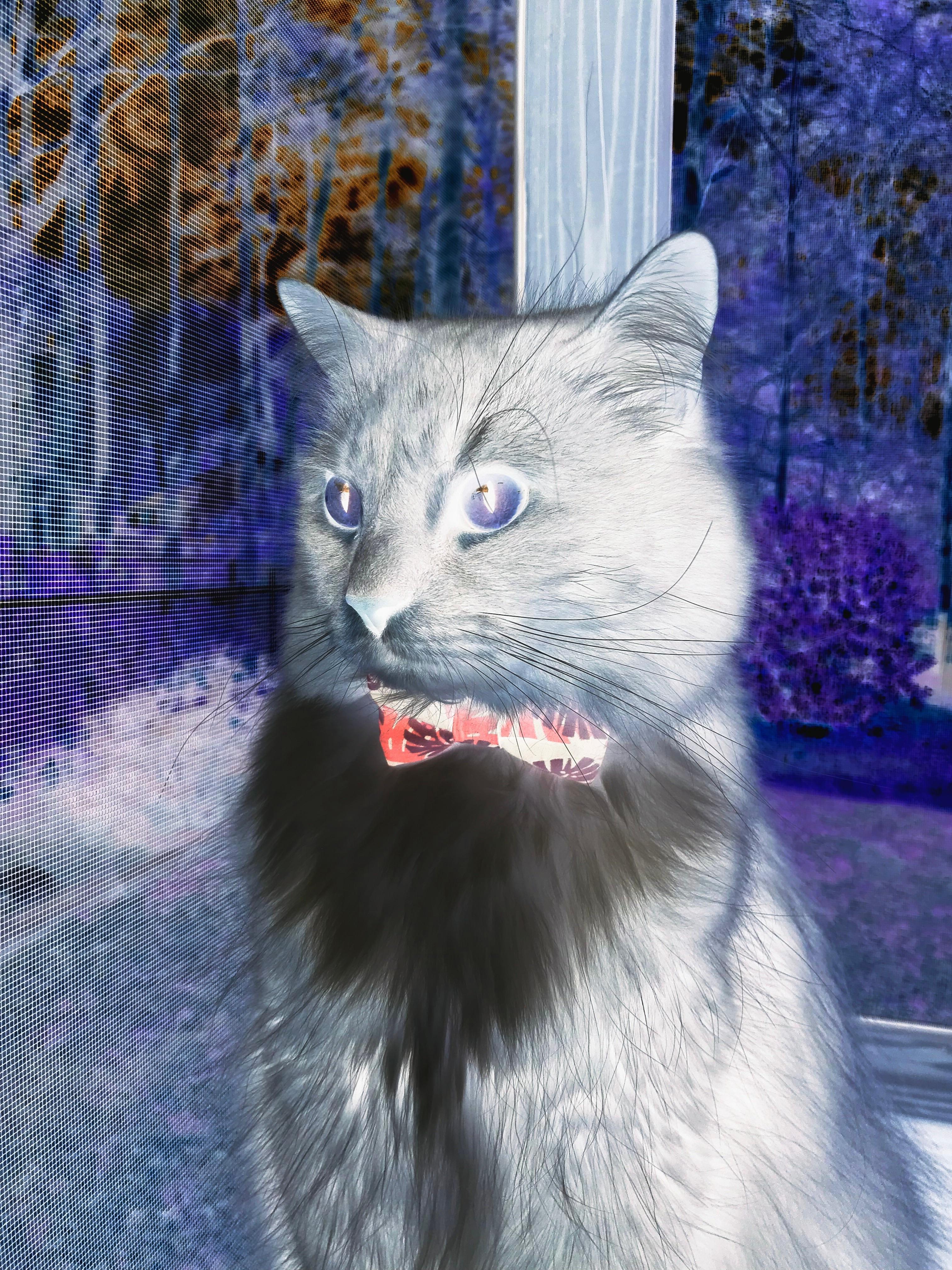 爱游戏官网-澳大利亚队勇战国际乒联混合团体世界杯：表现分析与前景展望，乒乓球澳大利亚队