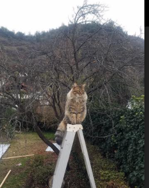 C罗挑战全新联赛首战梅开二度,c罗挑战全新联赛首战梅开二度视频