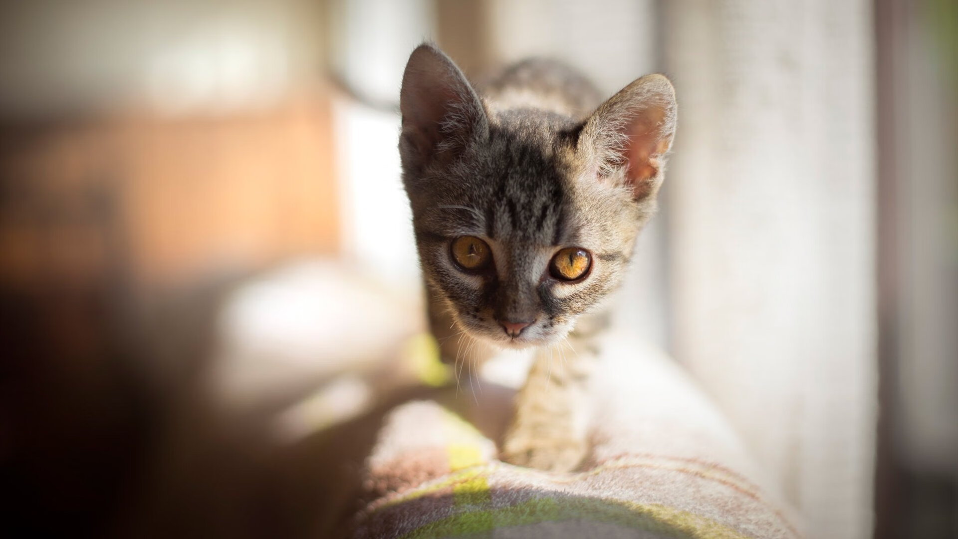 中国队决赛精彩瞬间成为焦点,决赛中国队日本队